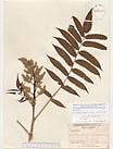 Herbarium sheet image thumbnail