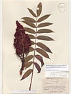Herbarium sheet image thumbnail