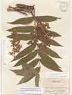Herbarium sheet image thumbnail