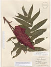 Herbarium sheet image thumbnail