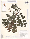 Herbarium sheet image thumbnail