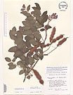 Herbarium sheet image thumbnail