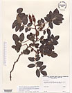 Herbarium sheet image thumbnail