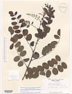 Herbarium sheet image thumbnail