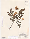 Herbarium sheet image thumbnail