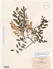 Herbarium sheet image thumbnail