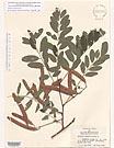 Herbarium sheet image thumbnail