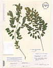 Herbarium sheet image thumbnail