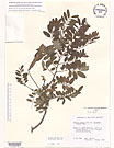 Herbarium sheet image thumbnail