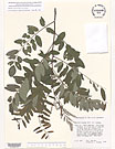 Herbarium sheet image thumbnail