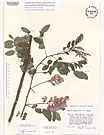 Herbarium sheet image thumbnail