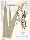 Herbarium sheet image thumbnail