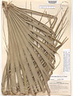 Herbarium sheet image thumbnail