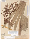 Herbarium sheet image thumbnail