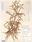 Herbarium sheet image thumbnail
