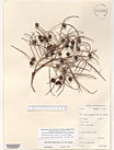 Herbarium sheet image thumbnail