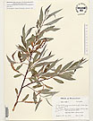 Herbarium sheet image thumbnail