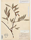 Herbarium sheet image thumbnail
