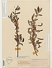 Herbarium sheet image thumbnail