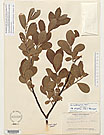 Herbarium sheet image thumbnail