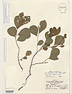 Herbarium sheet image thumbnail