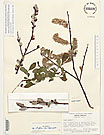 Herbarium sheet image thumbnail