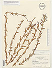 Herbarium sheet image thumbnail