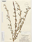 Herbarium sheet image thumbnail