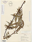 Herbarium sheet image thumbnail