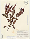Herbarium sheet image thumbnail