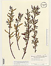 Herbarium sheet image thumbnail