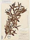 Herbarium sheet image thumbnail