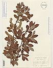 Herbarium sheet image thumbnail