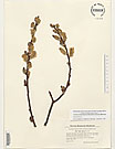 Herbarium sheet image thumbnail