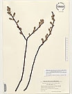 Herbarium sheet image thumbnail