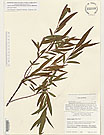 Herbarium sheet image thumbnail