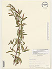 Herbarium sheet image thumbnail
