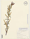 Herbarium sheet image thumbnail