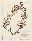 Herbarium sheet image thumbnail