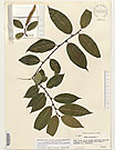 Herbarium sheet image thumbnail