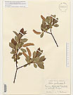 Herbarium sheet image thumbnail