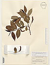 Herbarium sheet image thumbnail