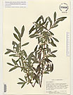 Herbarium sheet image thumbnail