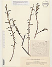 Herbarium sheet image thumbnail