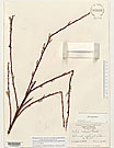 Herbarium sheet image thumbnail