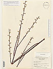 Herbarium sheet image thumbnail