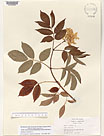 Herbarium sheet image thumbnail