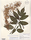 Herbarium sheet image thumbnail
