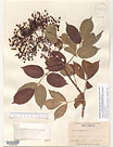 Herbarium sheet image thumbnail
