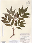 Herbarium sheet image thumbnail